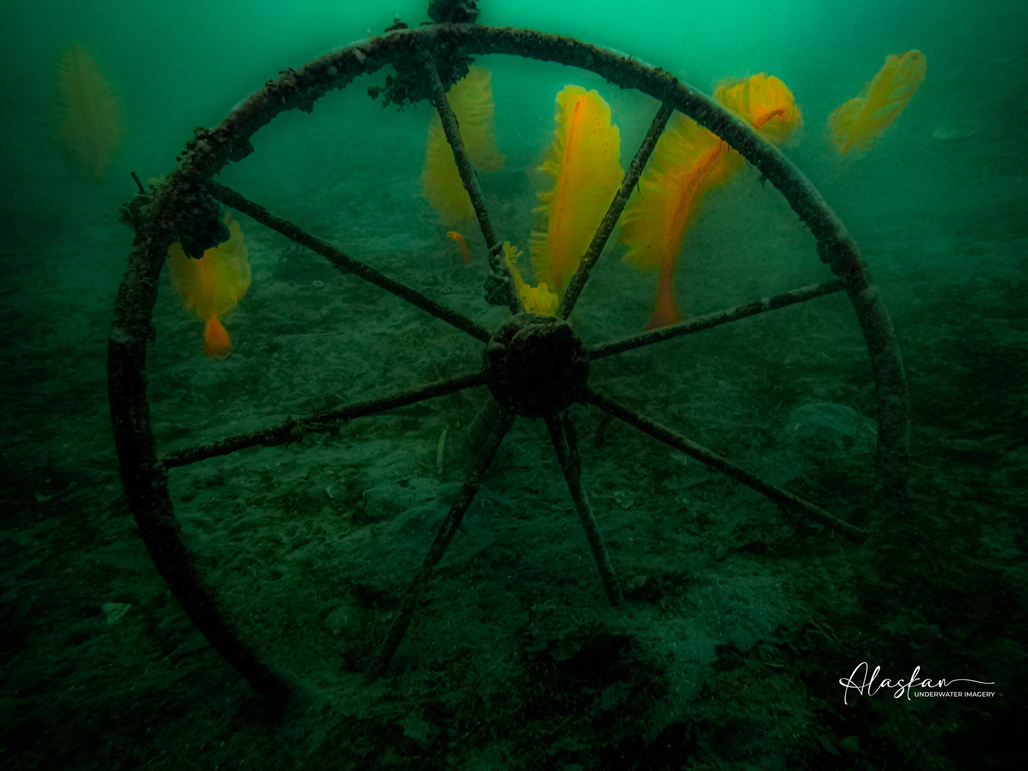 A sunken ship’s wheel, photographed by underwater photographer Marcelle McDannel in Juneau’s Auke Bay in June 2023, is one of numerous images now in McDannel’s year-round display at Ptarmigan Arts. Photo provided by Marcelle McDannell