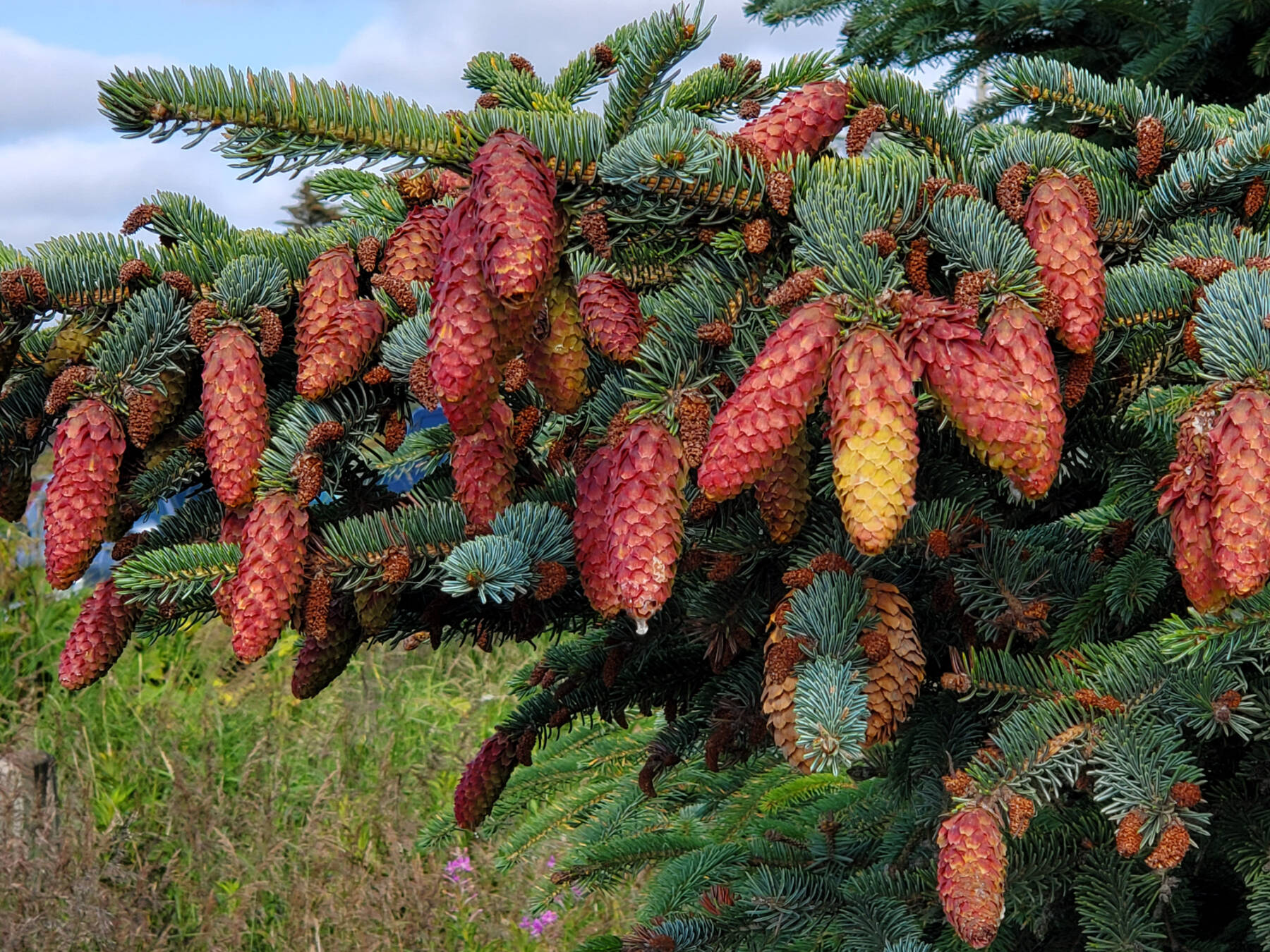 Young seed cones on a spruce tree bordering the Beluga Slough boardwalk are a vibrant reddish color on Friday, Aug. 18, 2023 in Homer, Alaska. (Delcenia Cosman/Homer News)
