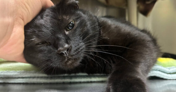 Midnight, six-year-old male. Photo courtesy of Homer Animal Shelter