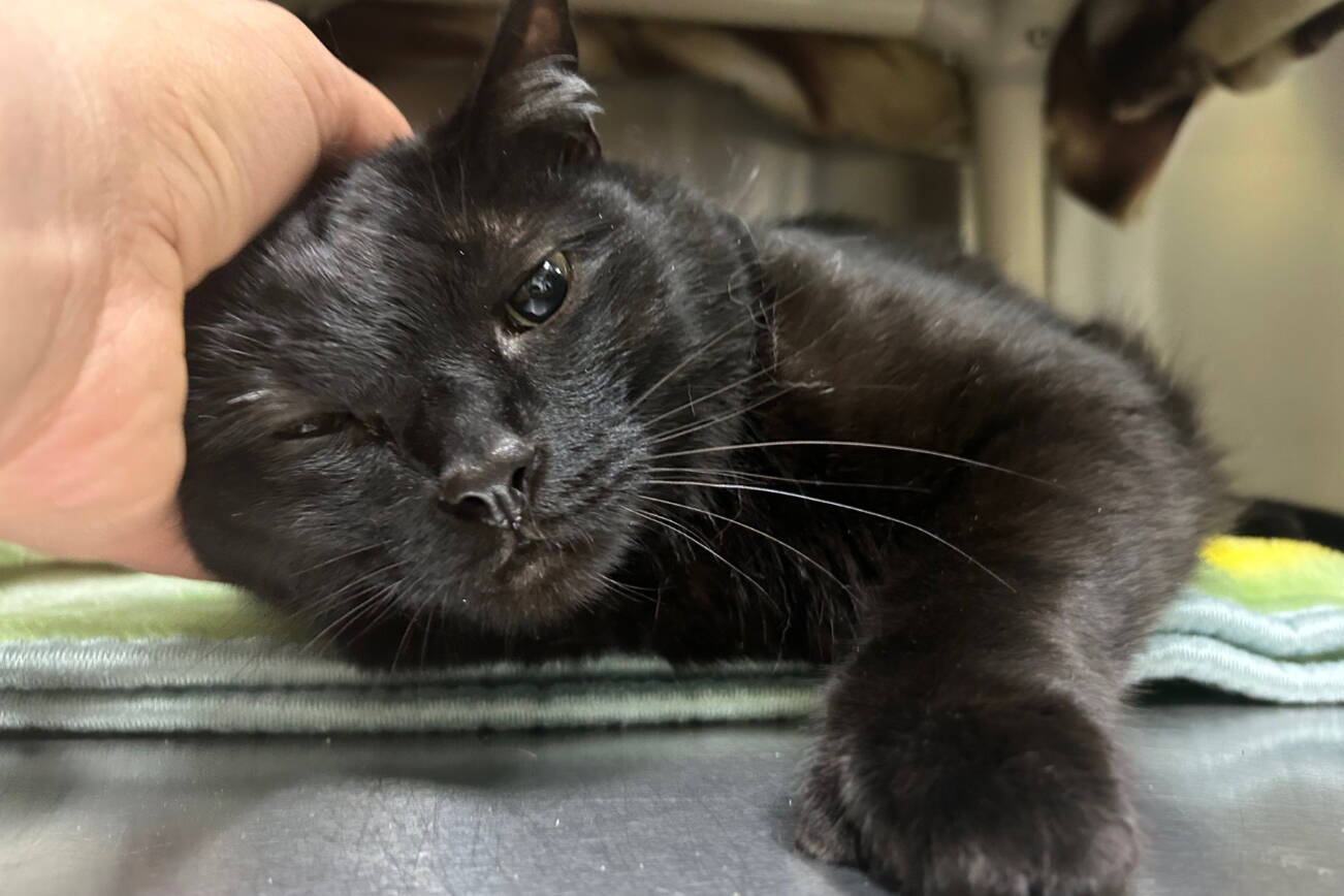 Pet of the Week Midnight Homer News