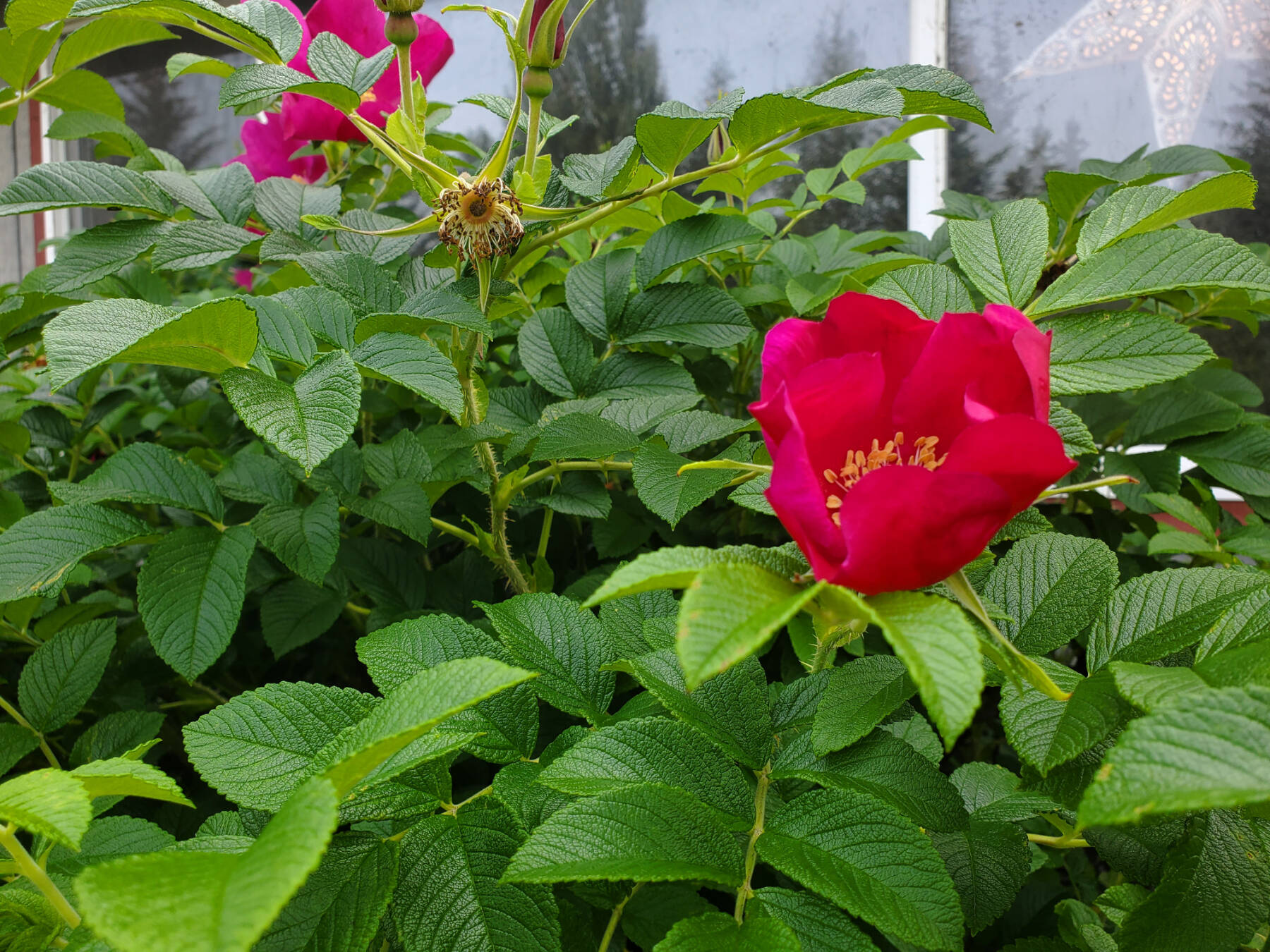 Sitka roses bloom outside the Homer News office on Friday, Aug. 25, 2023 in Homer, Alaska. (Delcenia Cosman/Homer News)