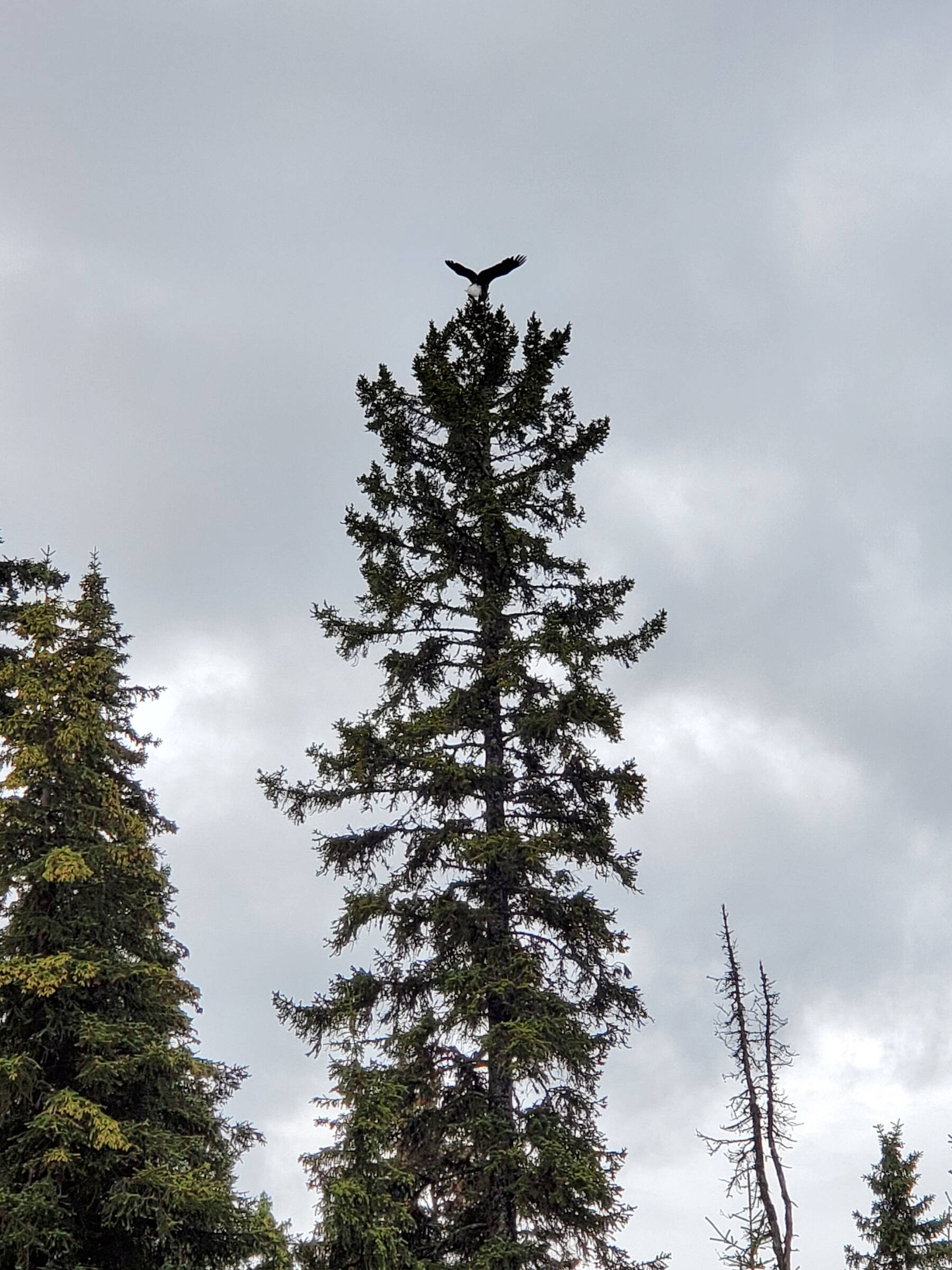 A bald eagle alights on a tall spruce tree on Friday, Aug. 25, 2023 in Anchor Point, Alaska. (Delcenia Cosman/Homer News)