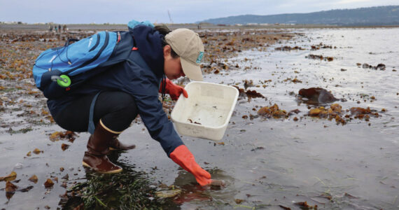 Photo provided by Ashley Lutto with the USFWS
A participant in the European Green Crab rapid response exercise practices a test sample at the beach by the Homer Spit Fishing Hole.