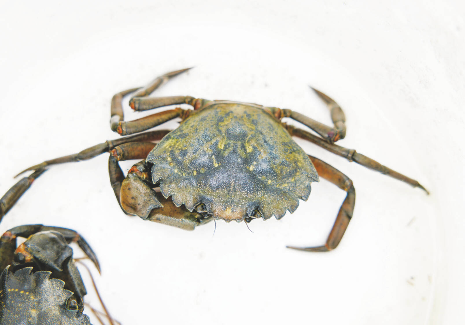 Photo provided by Tammy Davis
European green crabs collected from the Annette Islands Reserve in Metlakatla by ADF&G in 2022.