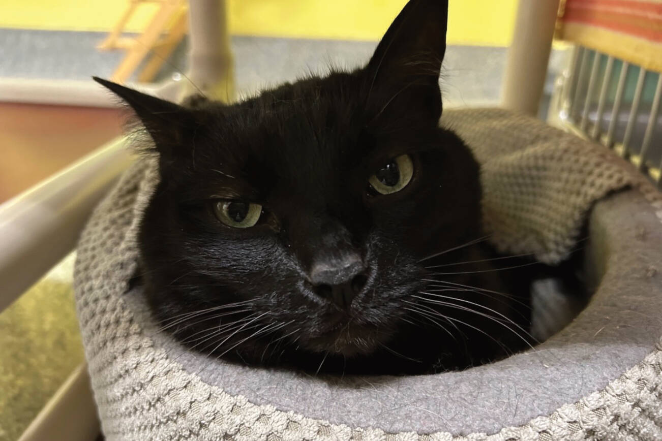 Pet of the Week Midnight Homer News