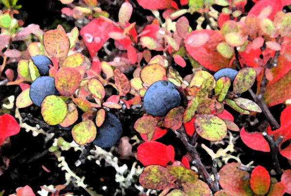 “Blueberries,” a photograph by Lorna Branzuela is part of her exhibit at Fireweed Gallery on display through September in Homer, Alaska. Photo provided by Fireweed Gallery