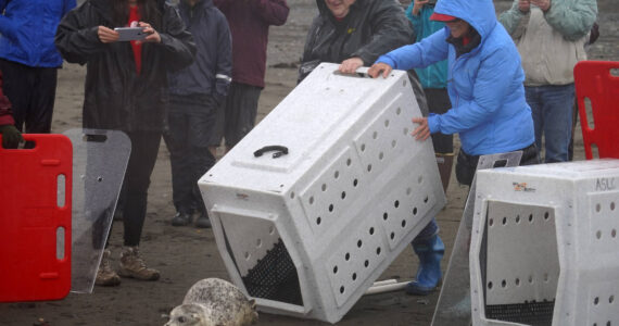 A harbor seal rescued earlier this year by the Alaska SeaLife Center, Tuber, is released on the Kenai Beach in Kenai, Alaska, on Thursday, Sept. 7, 2023. (Jake Dye/Peninsula Clarion)