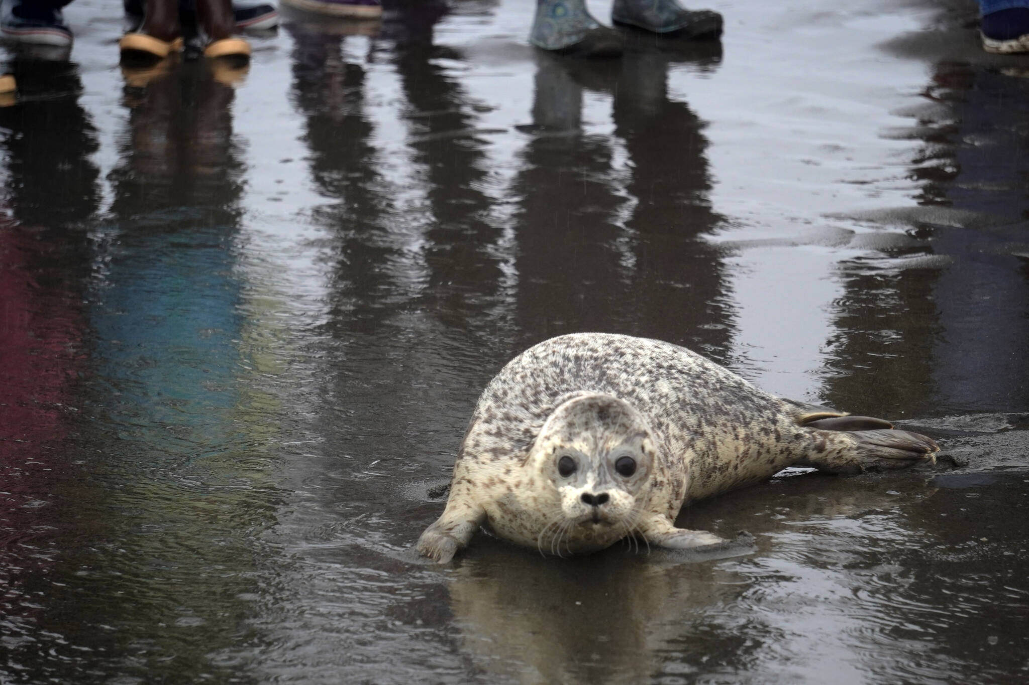 A harbor seal rescued earlier this year by the Alaska SeaLife Center, Tuber, enters the waters of Cook Inlet after being released on the Kenai Beach in Kenai, Alaska, on Thursday, Sept. 7, 2023. (Jake Dye/Peninsula Clarion)
