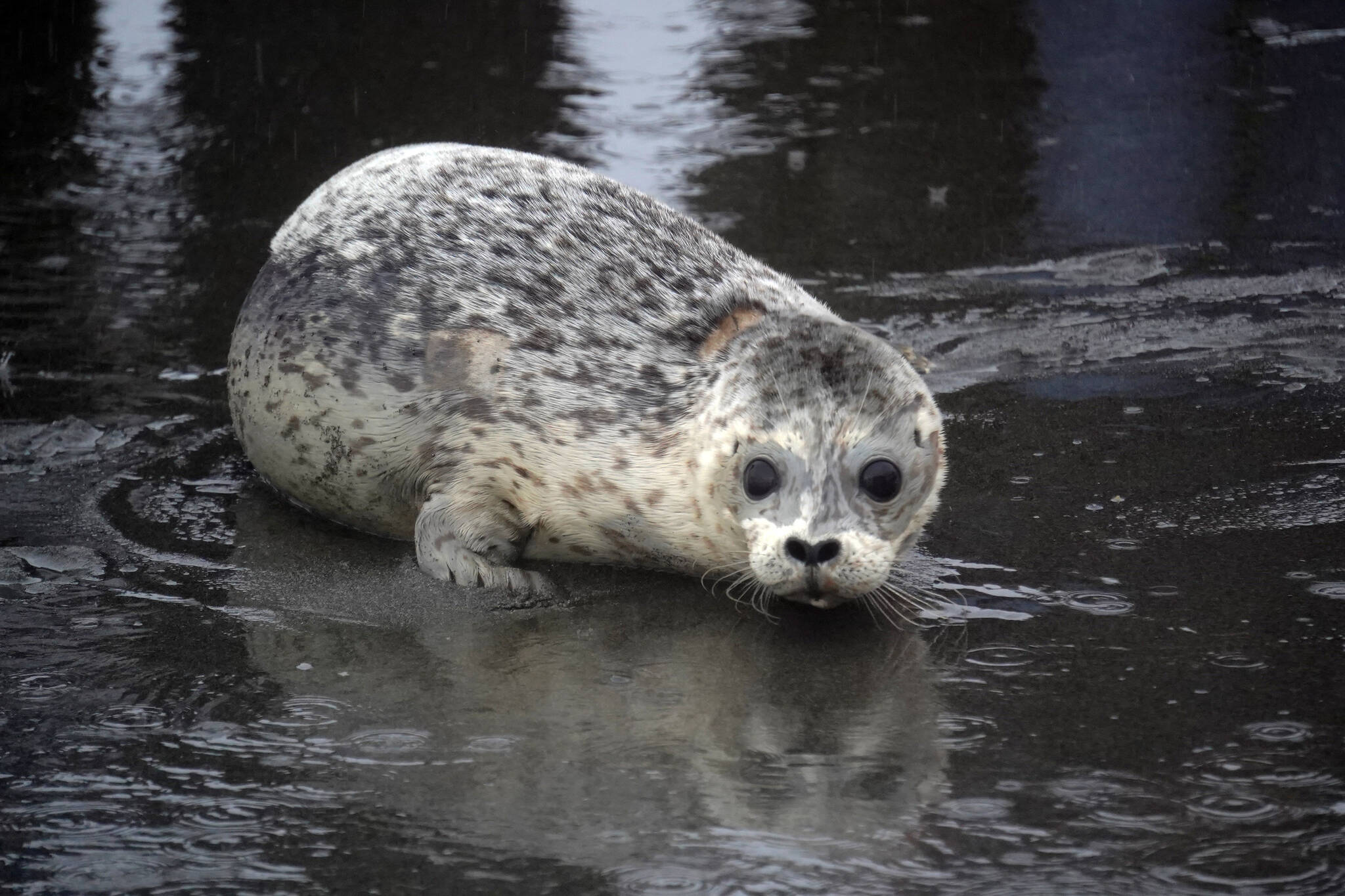 A harbor seal rescued earlier this year by the Alaska SeaLife Center, Tuber, enters the waters of Cook Inlet after being released on the Kenai Beach in Kenai, Alaska, on Thursday, Sept. 7, 2023. (Jake Dye/Peninsula Clarion)