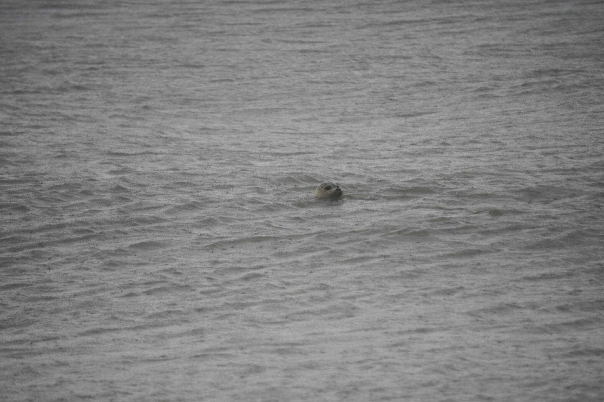 A harbor seal rescued earlier this year by the Alaska SeaLife Center, Tuber, looks back from the waters of Cook Inlet after being released on the Kenai Beach in Kenai, Alaska, on Thursday, Sept. 7, 2023. (Jake Dye/Peninsula Clarion)