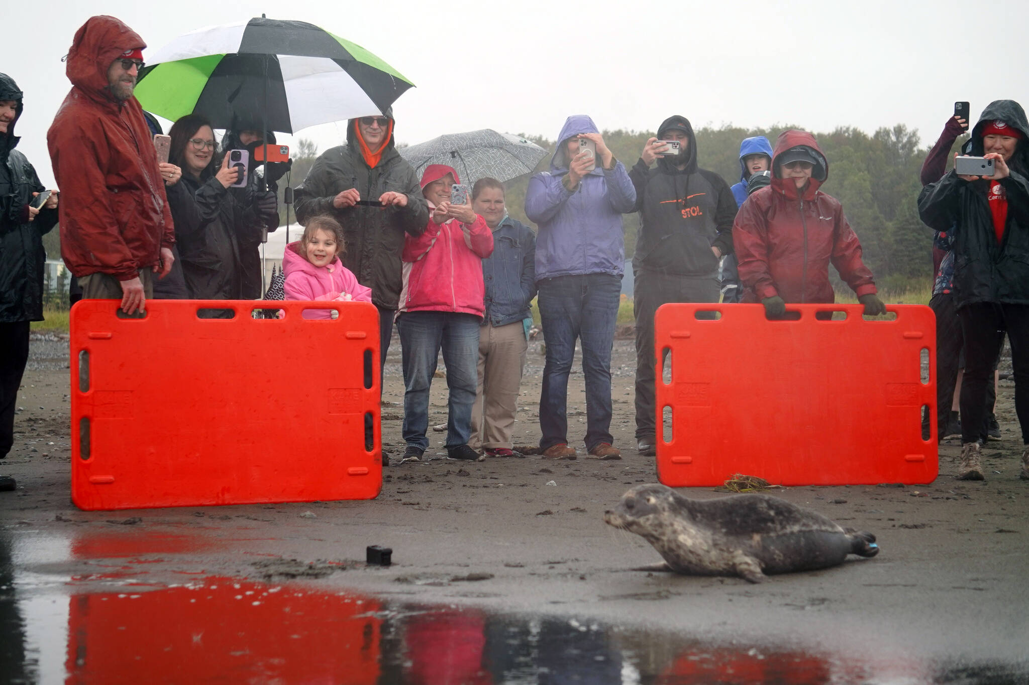 A harbor seal rescued earlier this year by the Alaska SeaLife Center, Darth Tater, enters the waters of Cook Inlet before crowds and cameras on the Kenai Beach in Kenai, Alaska, on Thursday, Sept. 7, 2023. (Jake Dye/Peninsula Clarion)