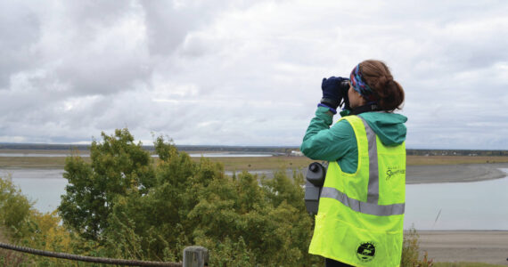 Peninsula Clarion file
Alaska Wildlife Alliance member Grace Kautek looks out over the Kenai River for signs of belugas during the third annual Belugas Count! event at Erik Hansen Scout Park in Kenai on Sept. 21, 2019.