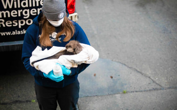Alaska SeaLife Center veterinary technician Jessica Davis carries a newborn otter pup patient into the Alaska SeaLife Center Veterinary clinic for an initial admit exam on Sept. 9, 2023. The otter pup was admitted to the ASLC Wildlife Response Program after witnesses watched orcas attack the pup’s mother. (Photo courtesy Peter Sculli/Alaska SeaLife Center)