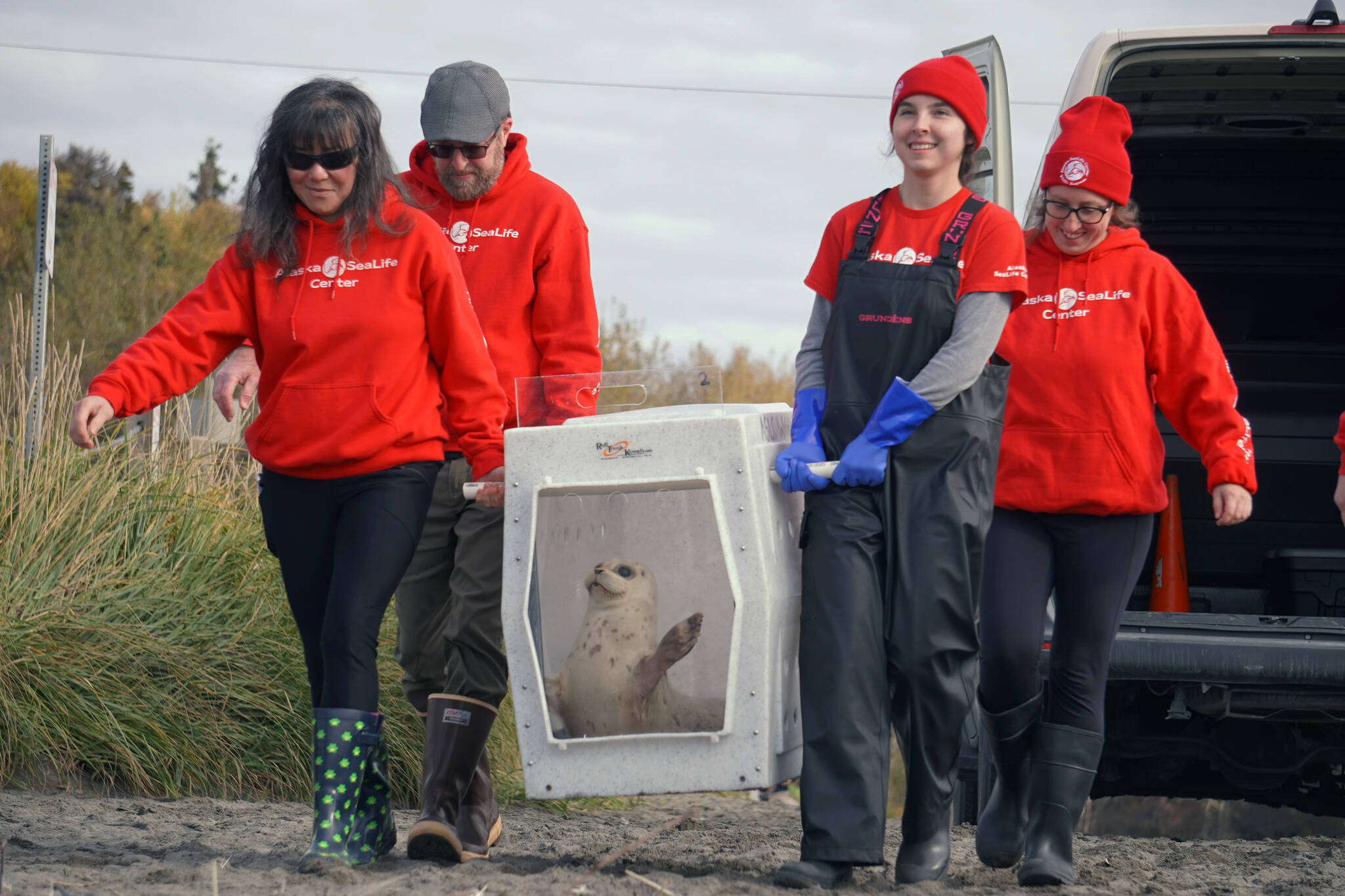 A seal rescued earlier this summer by the Alaska SeaLife Center is carried down North Kenai Beach in Kenai, Alaska, on Saturday, Sept. 23, 2023. (Jake Dye/Peninsula Clarion)