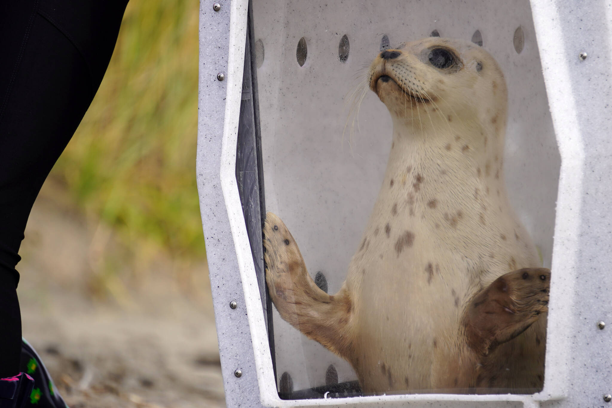 A seal rescued earlier this summer by the Alaska SeaLife Center awaits release on the North Kenai Beach in Kenai, Alaska, on Saturday, Sept. 23, 2023. (Jake Dye/Peninsula Clarion)