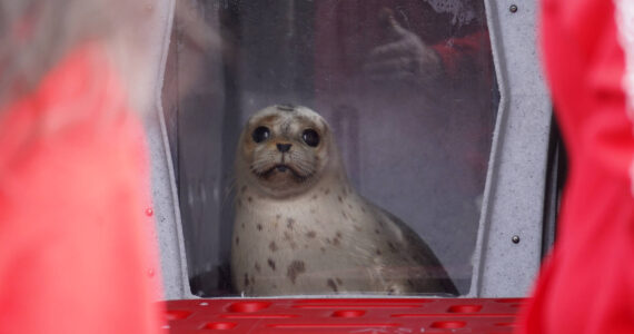 A seal rescued earlier this summer by the Alaska SeaLife Center awaits release on the North Kenai Beach in Kenai, Alaska, on Saturday, Sept. 23, 2023. (Jake Dye/Peninsula Clarion)