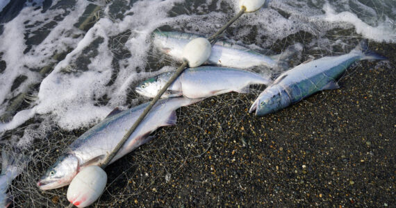 Sockeye salmon caught in a set gillnet are dragged up onto the beach at a test site for selective harvest setnet gear in Kenai, Alaska, on Tuesday, July 25, 2023. (Jake Dye/Peninsula Clarion)