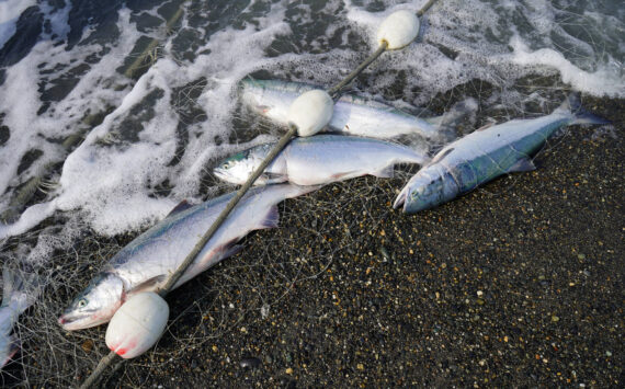 Sockeye salmon caught in a set gillnet are dragged up onto the beach at a test site for selective harvest setnet gear in Kenai, Alaska, on Tuesday, July 25, 2023. (Jake Dye/Peninsula Clarion)