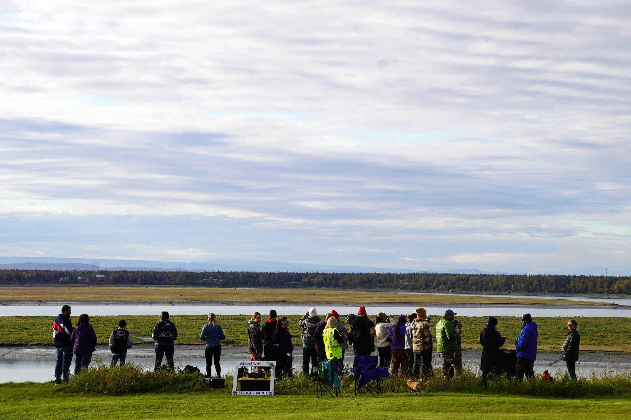 Attendees search the waters of the Kenai River for sightings of Cook Inlet belugas during Belugas Count! at the Kenai Bluff Overlook in Kenai, Alaska on Saturday, Sept. 23, 2023. (Jake Dye/Peninsula Clarion)