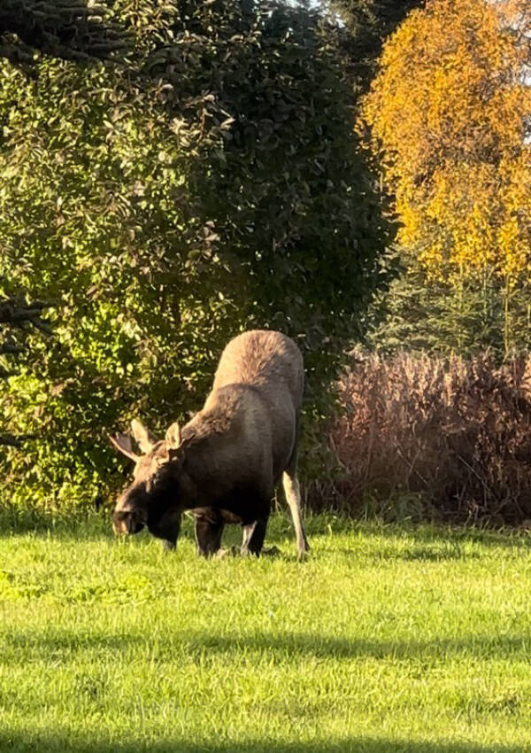A moose kneels in the grass near Black Water Bend on Sunday, Oct. 1, 2023 in Anchor Point, Alaska. (Callie Steinberg/Homer News)