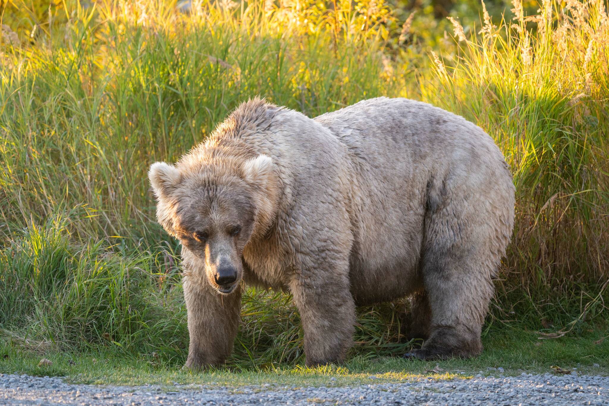 Bear 435 Holly, the 2019 Champion of Fat Bear Week, trudges through Katmai National Park, Alaska. The winner of a Thursday matchup between Bear 284 Electra and Bear 164 Bucky will meet Holly in Fat Bear Week competition on Saturday. (Photo courtesy K. Moore/National Park Service)