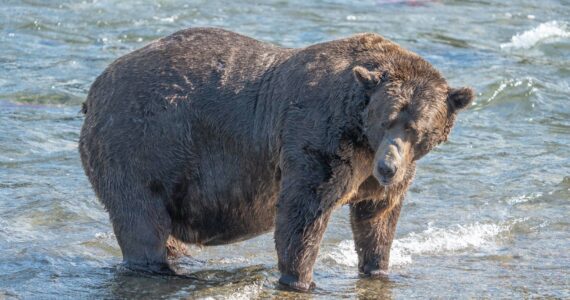 Bear 32 Chunk stands in the waters of the Brooks River in Katmai National Park, Alaska. The winner of a Wednesday matchup between Bear 806 Jr. and Bear 428 will meet Chunk in Fat Bear Week competition on Friday. (Photo courtesy Felicia Jimenez/National Park Service)