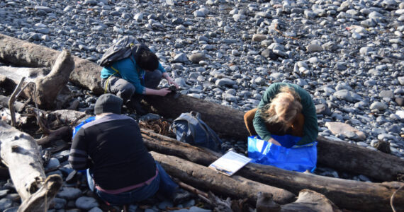 Volunteers pick up and document marine debris during the Center for Alaskan Coastal Studies' CoastWalk clean-up on the beach at Diamond Creek on Saturday, Oct. 7, 2023 in Homer, Alaska. (Finn Heimbold/Homer News)