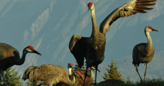 Photo by provided by Nina Faust
Late August crane flock gathers at Inspiration Ridge Preserve in Homer.