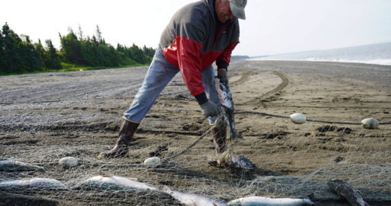 Jake Dye/Peninsula Clarion
Gary Hollier pulls a sockeye salmon from a set gillnet at a test site for selective harvest setnet gear in Kenai, Alaska, on Tuesday, July 25, 2023.