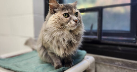 Kipo, 11-year-old female. Photo provided by Homer Animal Shelter