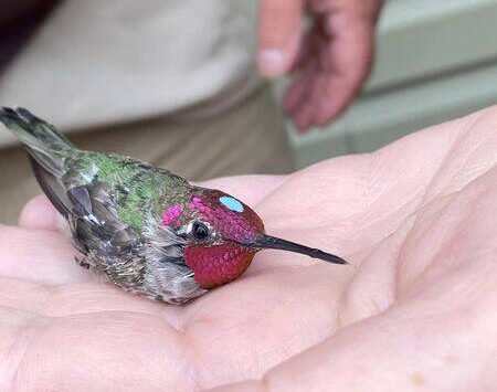Photo by T. Eskelin, USFWS
The banded Anna’s hummingbird is being released and flew away seconds after the photo was taken.