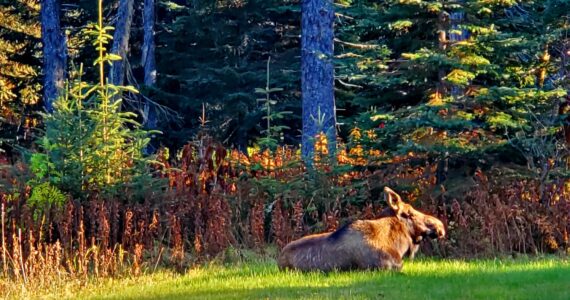 Delcenia Cosman/Homer News
A female moose sunbathes in October 2023 in Anchor Point, Alaska.