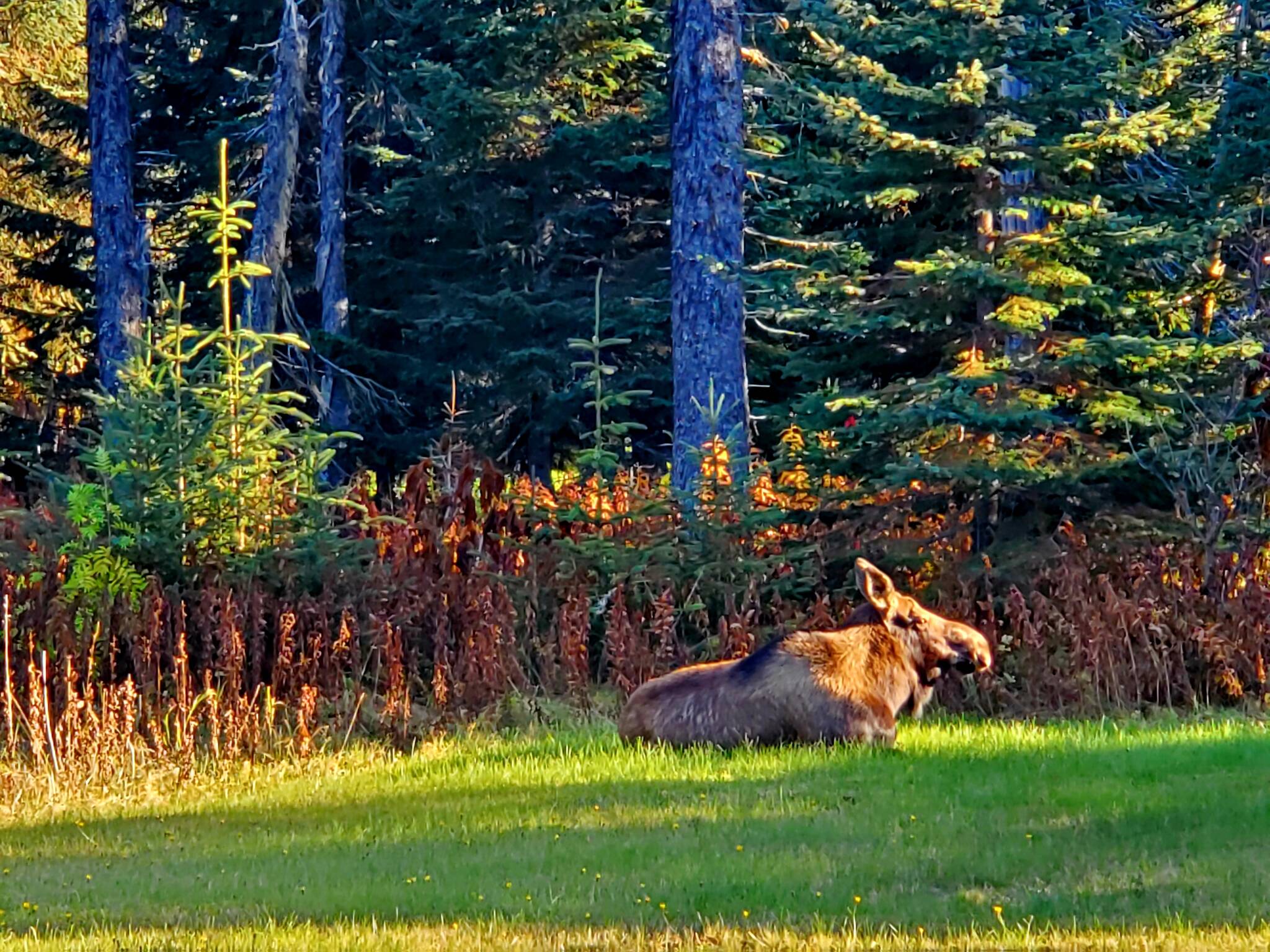 Delcenia Cosman/Homer News
A female moose sunbathes in October 2023 in Anchor Point, Alaska.
