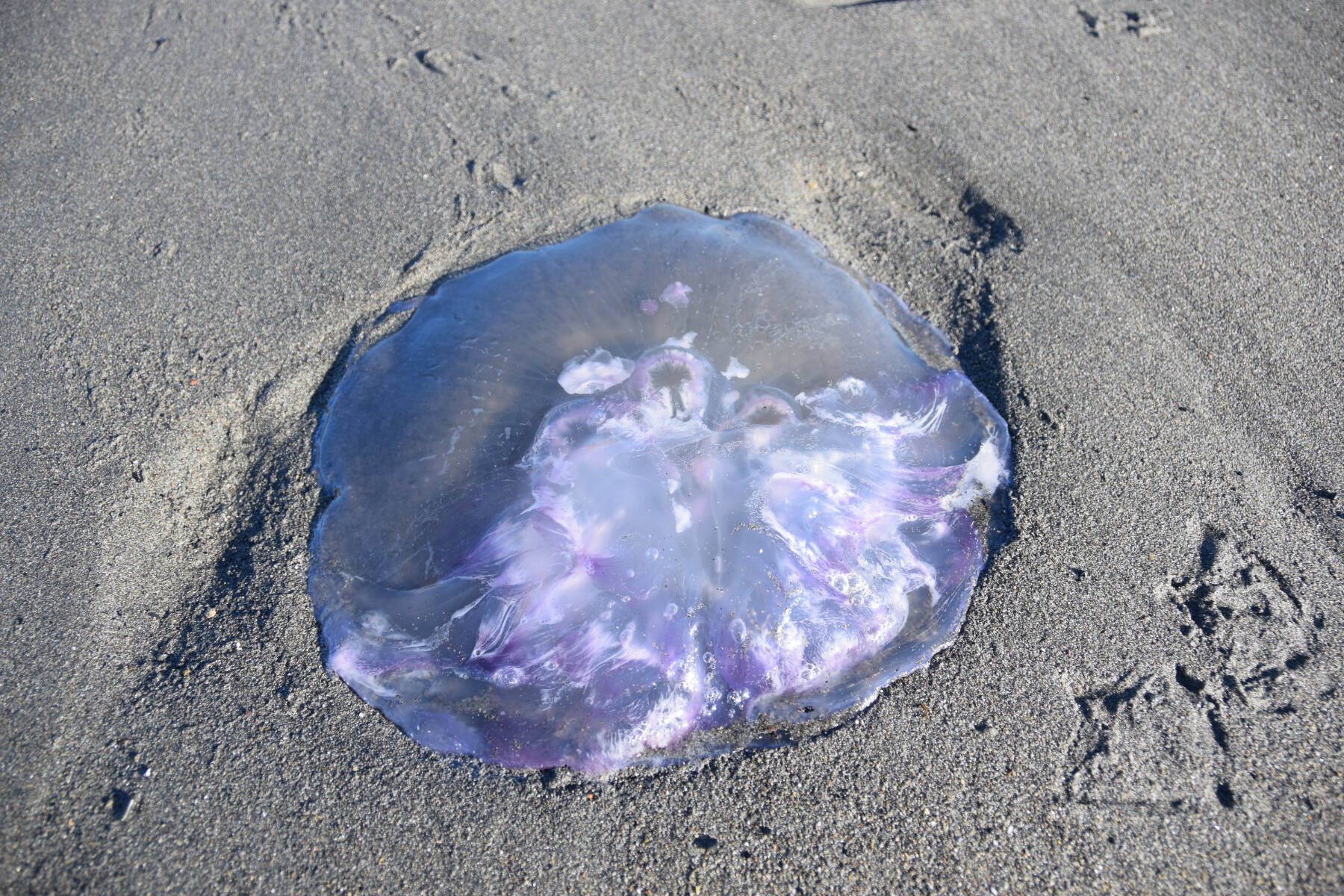 A purple jellyfish lays stranded on the beach at low tide on Sunday, Oct. 22, 2023 in Homer, Alaska. (Finn Heimbold/Homer News)