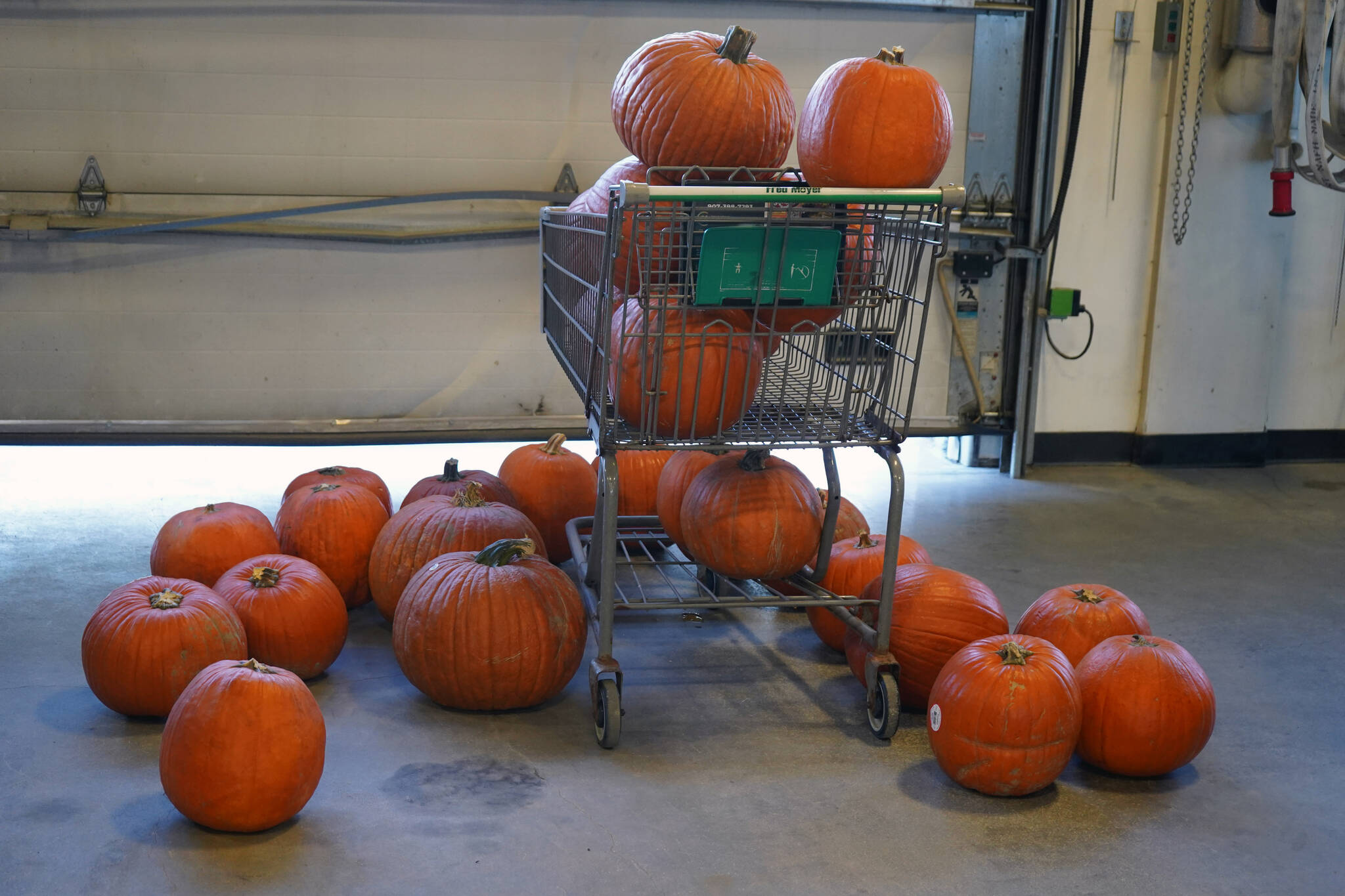 Pumpkins wait to be dropped from planes for the entertainment of people during Kenai Aviation’s Fifth Annual Pumpkin Drop at the Kenai Municipal Airport Operations Building in Kenai, Alaska, on Saturday, Oct. 21, 2023. (Jake Dye/Peninsula Clarion)