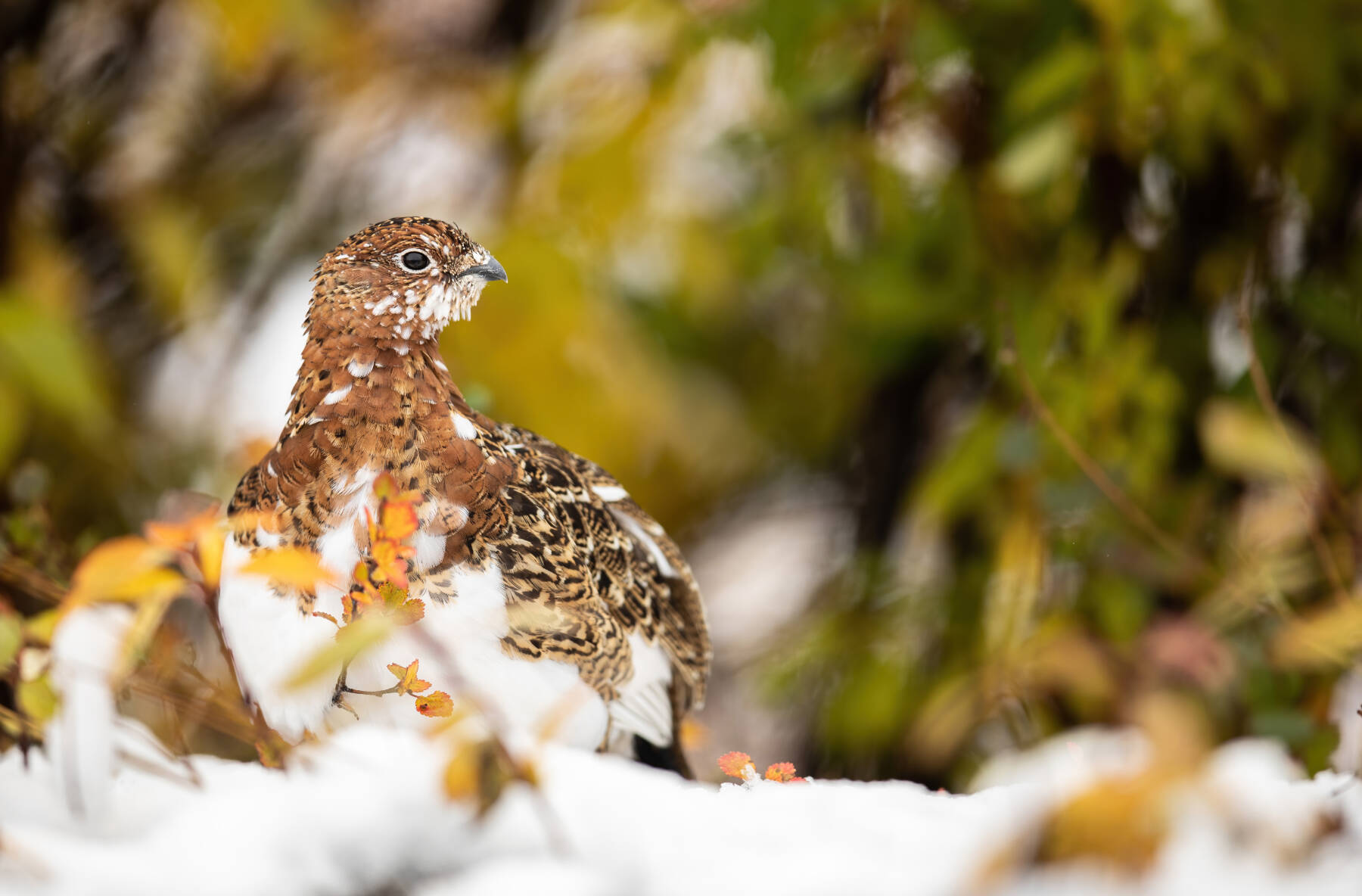Willow Ptarmigan, a photograph by Joey Hassler is on display in his exhibit at Grace Ridge Brewing through the month of November. Photo provided by Grace Ridge Brewing