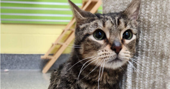 Peewee, two-year-old male. Photo courtesy Homer Animal Shelter