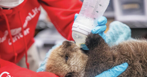 Photo courtesy Peter Sculli/Alaska SeaLife Center
A newly rescued sea otter pup receives care from the Alaska SeaLife Center’s Wildlife Response Program in Seward on Oct. 31.