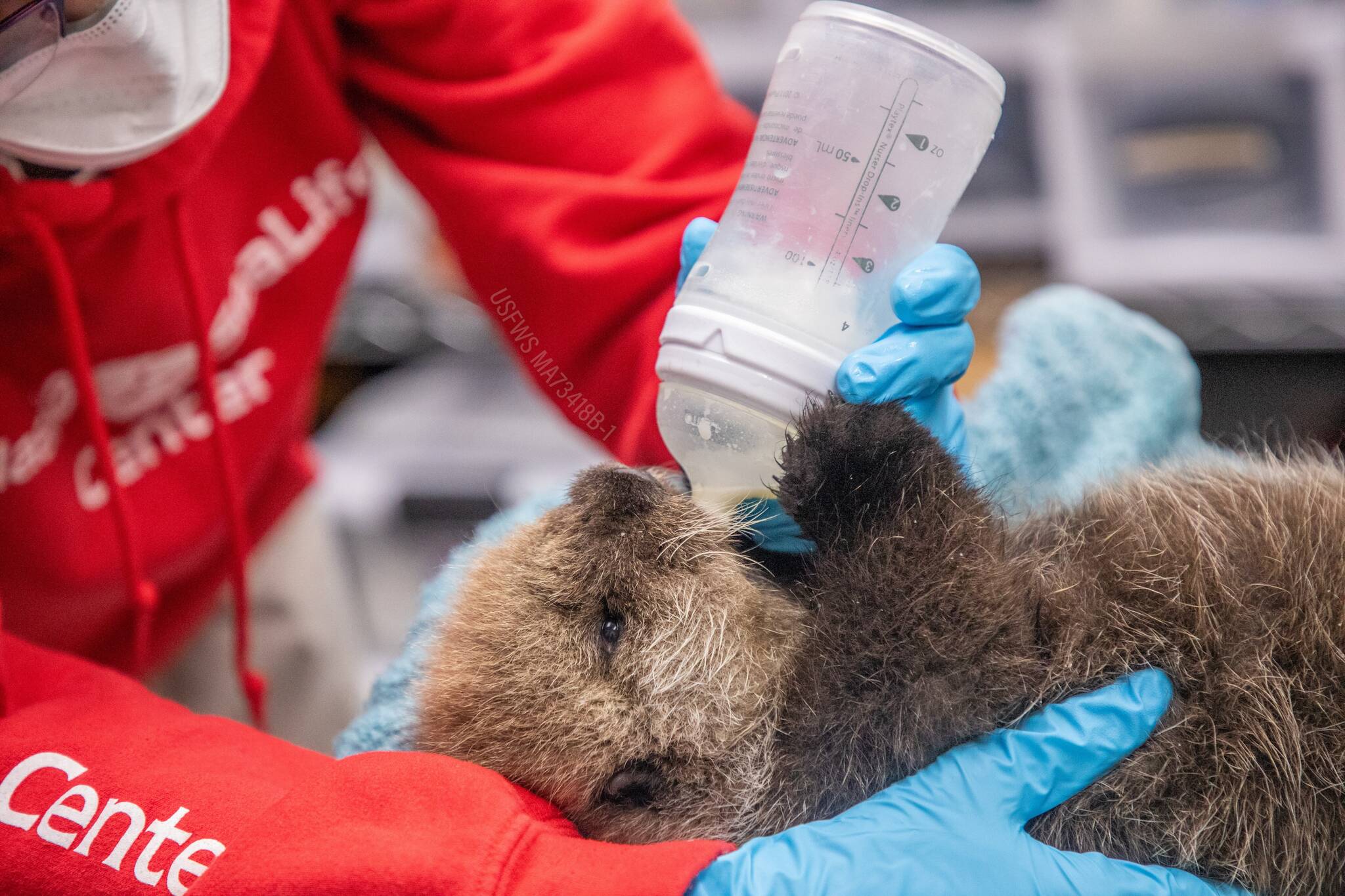 A newly rescued sea otter pup receives care from the Alaska SeaLife Center’s Wildlife Response Program in Seward, Alaska, on Tuesday, Oct. 31, 2023. (Photo courtesy Peter Sculli/Alaska SeaLife Center)