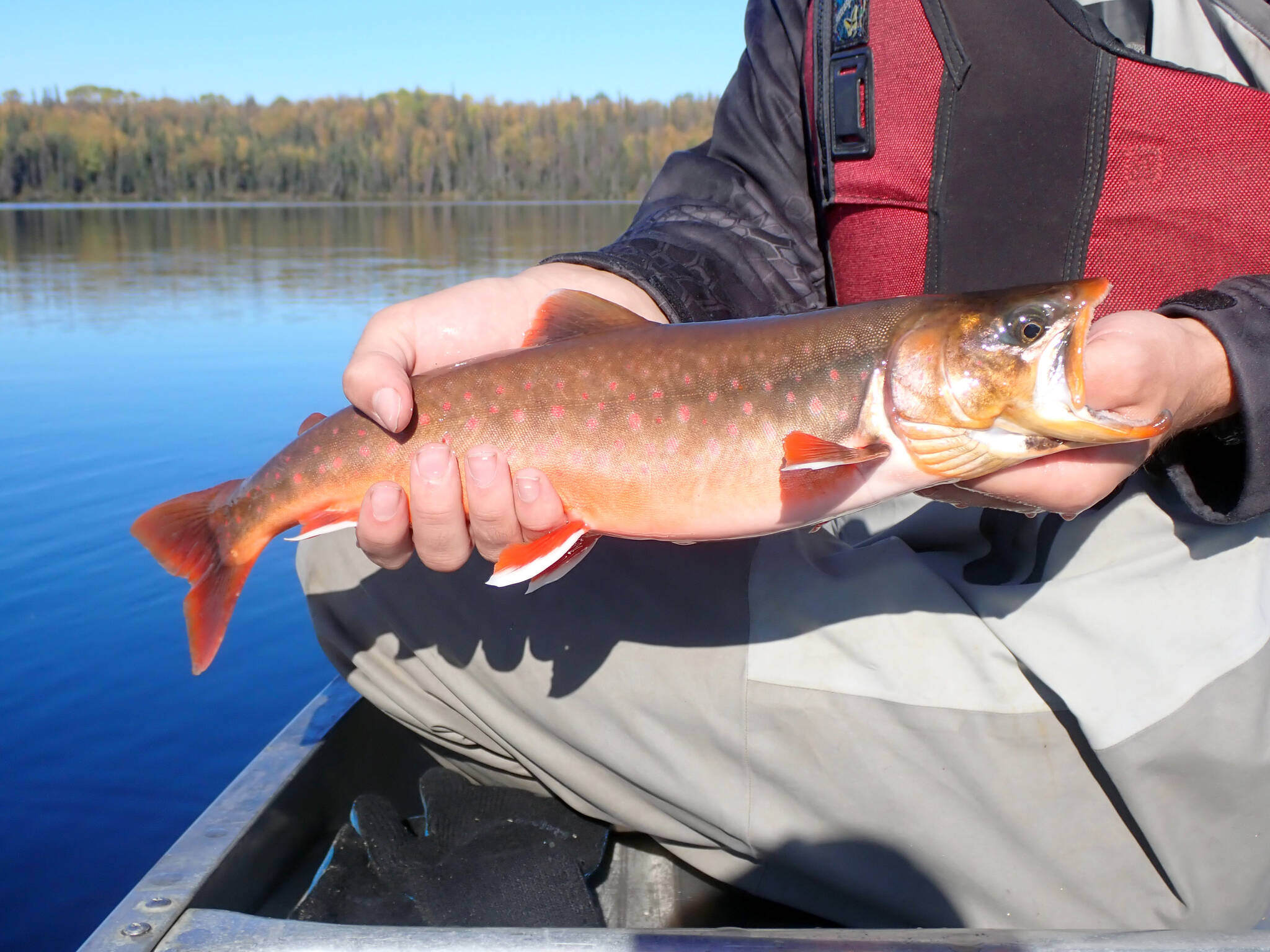 A male arctic char (Salvelinus alpinus) caught by USFWS volunteer Ethan Bowser at Lake No. 20 A, an unnamed lake off of Swan Lake Road on the Kenai National Wildlife Refuge, on Sept. 26, 2023. Arctic char had not previously been reported from this lake. (Photo by Matt Bowser/USFWS)