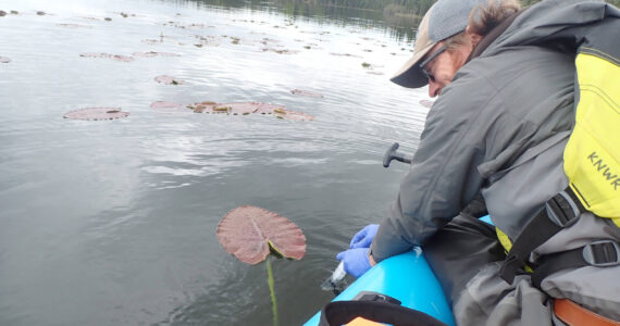 U.S. Fish and Wildlife Service Biological Technician Steve Hoekwater collects an eDNA water sample from Berg Lake on Kenai National Wildlife Refuge on June 7, 2023, as part of an effort to detect invasive northern pike (Esox lucius). Photo by Nathan Davis/USFWS