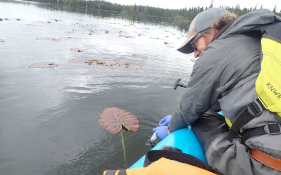 U.S. Fish and Wildlife Service Biological Technician Steve Hoekwater collects an eDNA water sample from Berg Lake on Kenai National Wildlife Refuge on June 7, 2023, as part of an effort to detect invasive northern pike (Esox lucius). Photo by Nathan Davis/USFWS