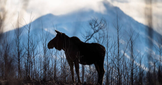 Young samplings are better than a muffin to this moose on the Kenai National Wildlife Refuge. (Photo by Colin Canterbury/USFWS)