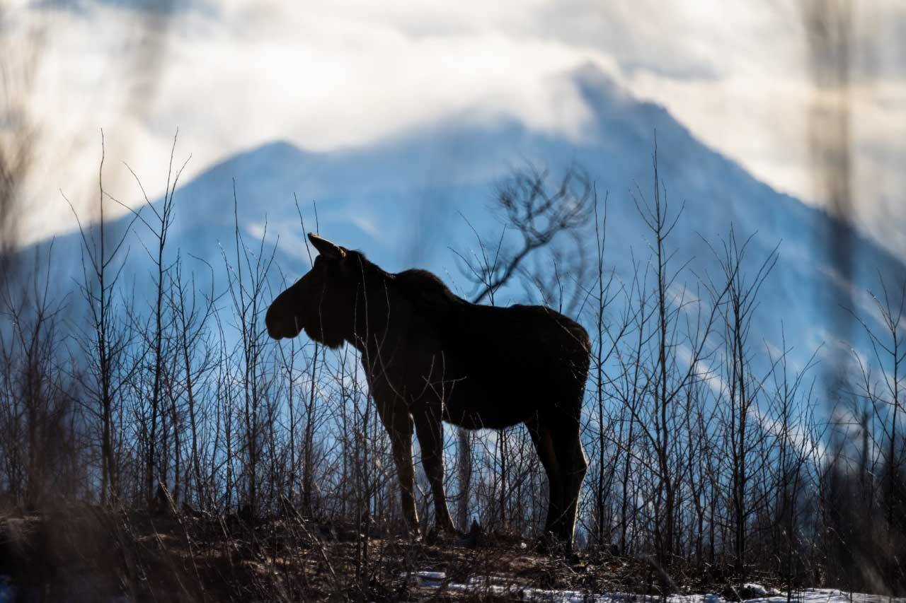 Young samplings are better than a muffin to this moose on the Kenai National Wildlife Refuge. (Photo by Colin Canterbury/USFWS)