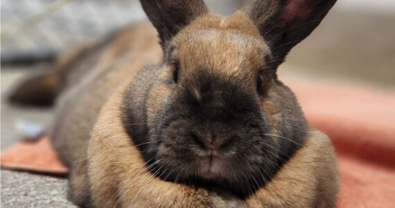 Olive, female bunny. Photo courtesy of Homer Animal Shelter