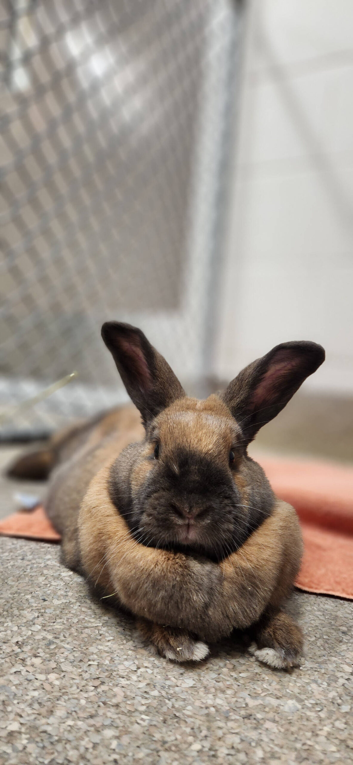Olive, female bunny. Photo courtesy of Homer Animal Shelter