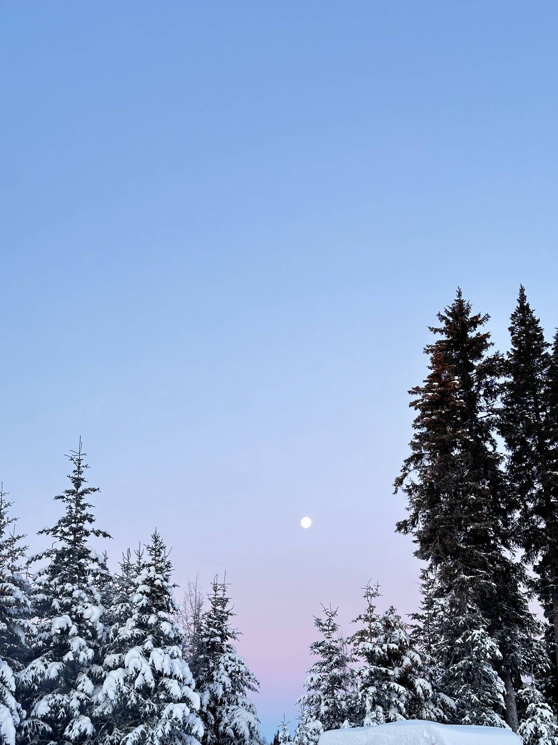 The winter moon peaks between tall spruce trees in the morning on Thursday, Dec. 28, 2023 in Homer, Alaska. (Callie Steinberg/Homer News)
