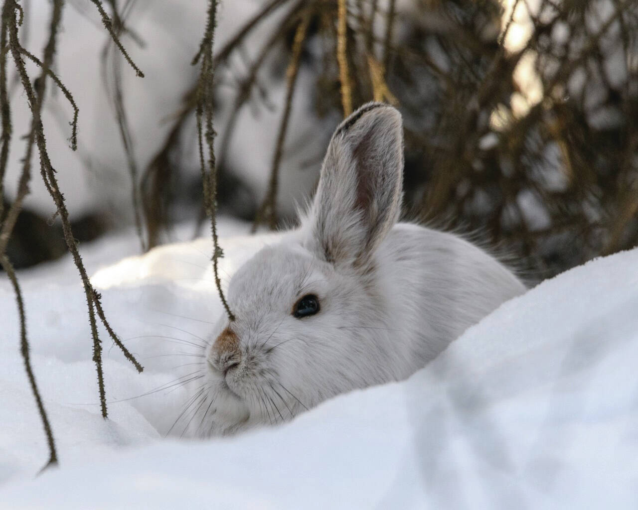 Colin Canterbury/FWS
Many of the wildlife on the Kenai National Wildlife Refuge, including snowshoe hare, ermine, and ptarmigan, adapt and change with the seasons.