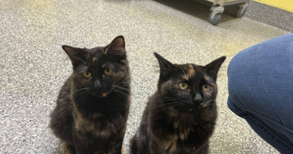 Henna & Bindi, bonded pair of 9-month-old sisters. Photo courtesy of Homer Animal Shelter