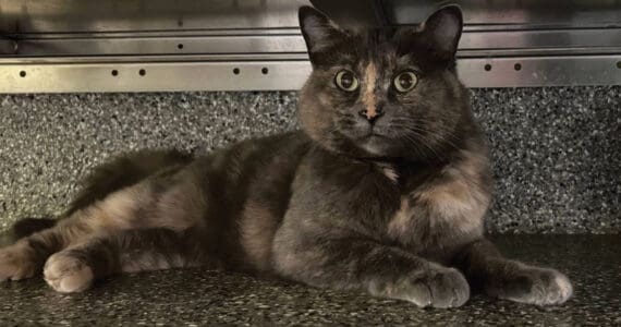 Meadow, three-year old female. Photo courtesy of Homer Animal Shelter